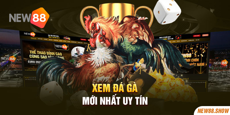 Xem đá gà mới nhất uy tín